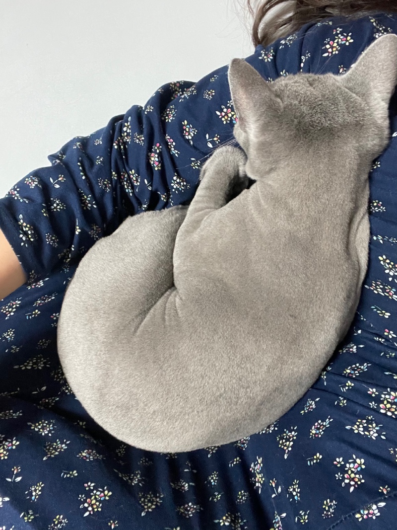 예뻐지냥 고양이 미용업체 추천이요!