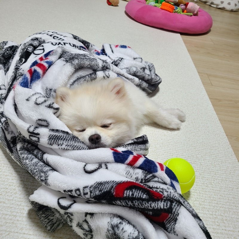놀다 지쳐 잠든녀석... 잘 때가 제일 귀엽죠....