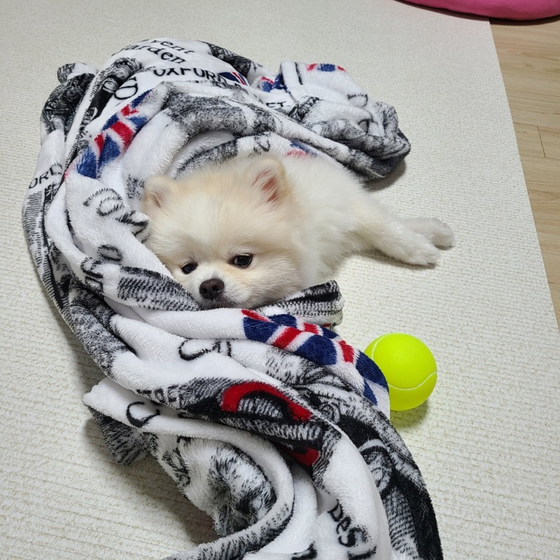 놀다 지쳐 잠든녀석... 잘 때가 제일 귀엽죠....