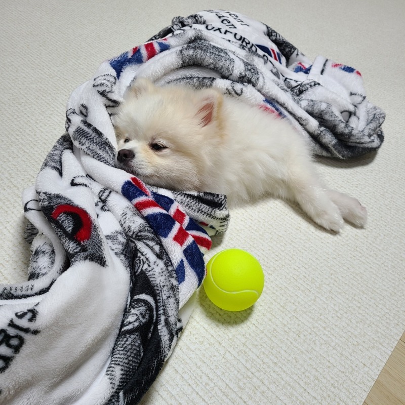 놀다 지쳐 잠든녀석... 잘 때가 제일 귀엽죠....