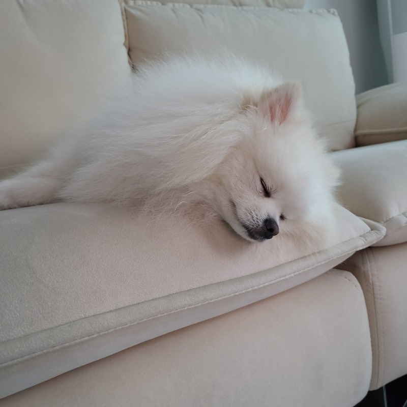 자거나, 먹거나, 먹는거 달라고 조르다 자거나^^;;; 