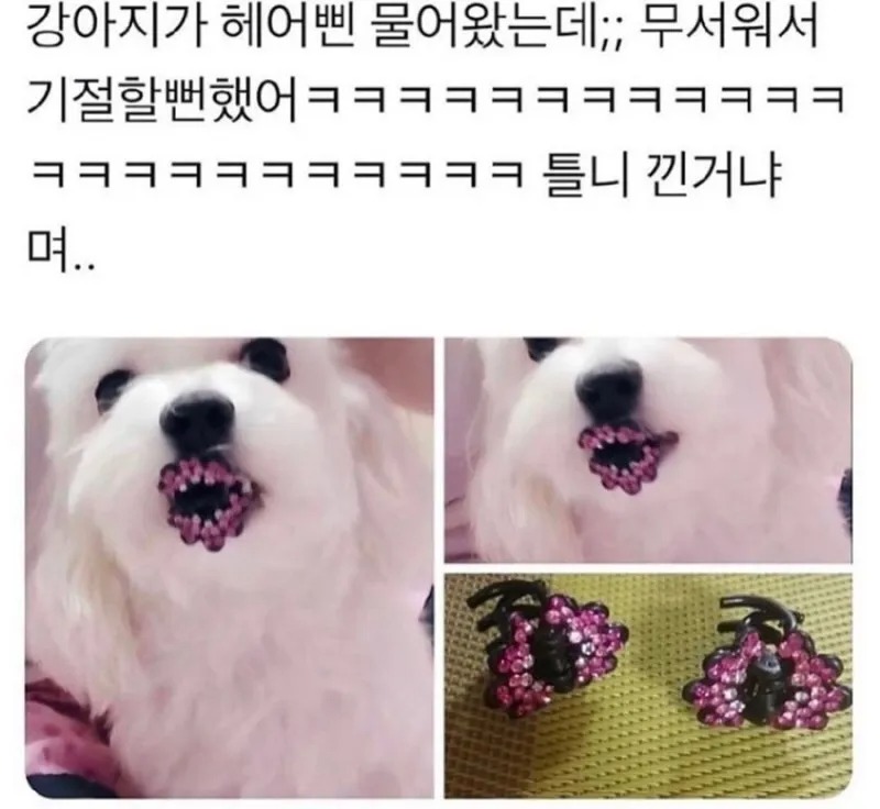 강아지 보고 기절할 뻔.jpg