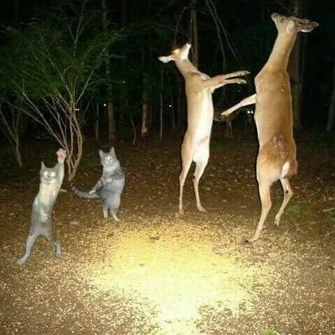 춤추는 고양이와 사슴 짤의 진실.jpg 