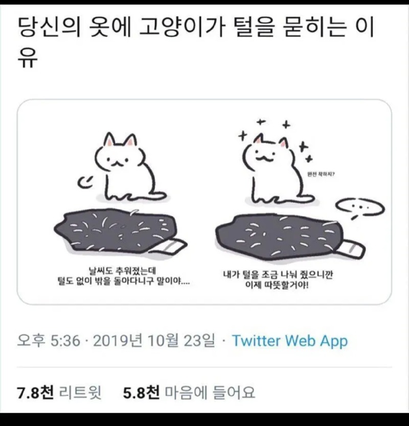 고양이가 당신의 옷에 털을 뭍히는 이유