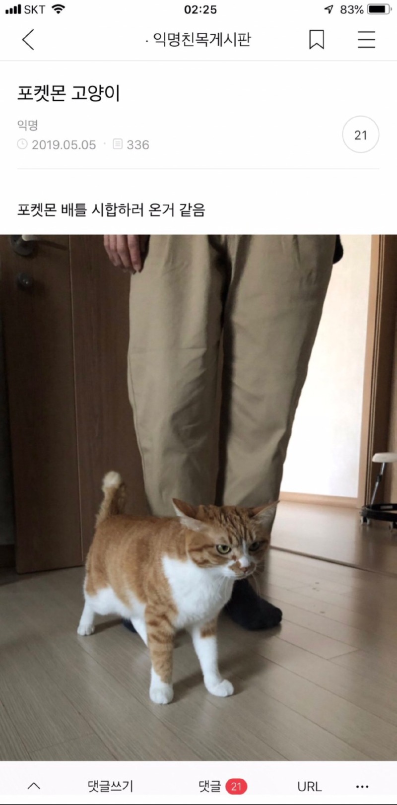 포켓몬 같은 고양이