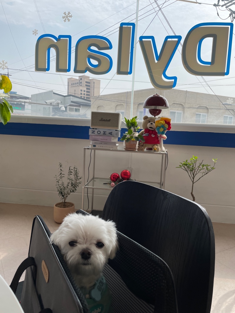 애견동반 브런치식당 딜런