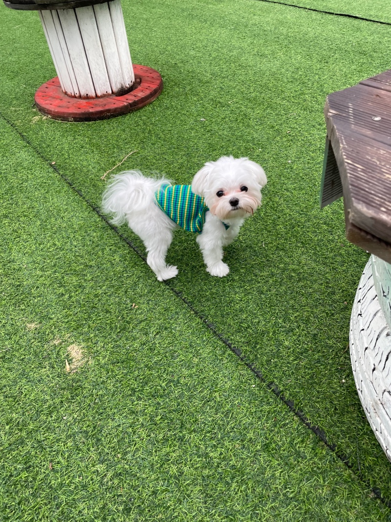 익산 ptp애견테마파크