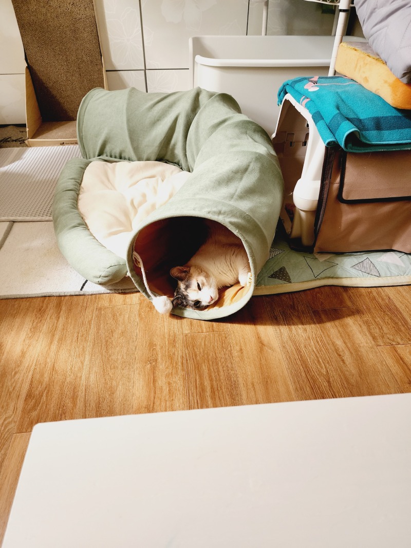 햇빛 좋은 날의 고양이