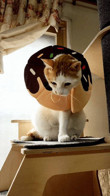 20220320＿132723＿1.gif