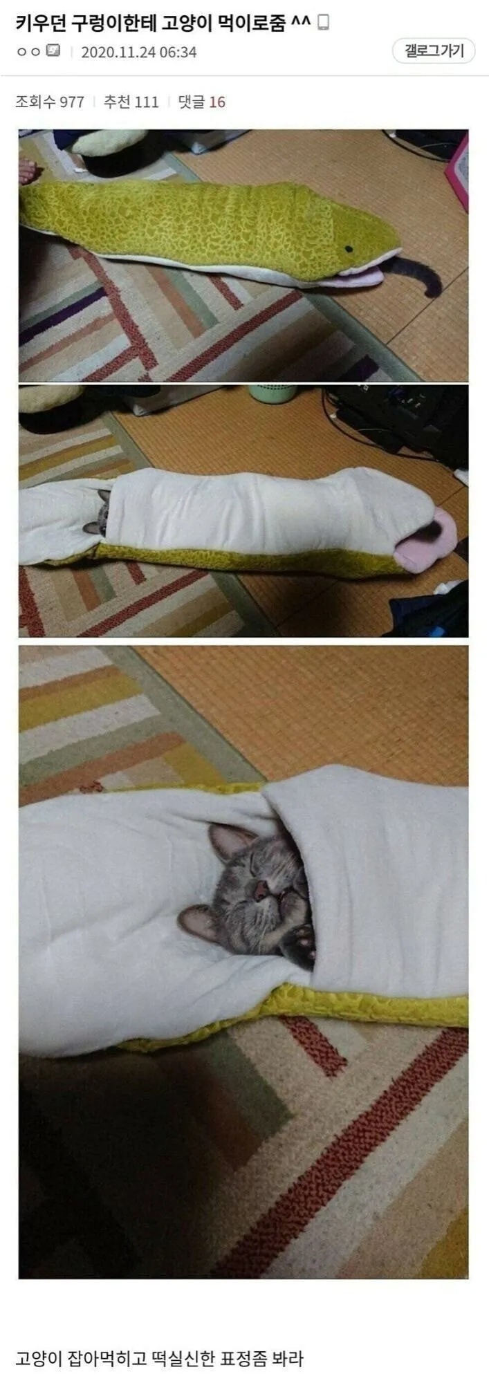 키우던 구렁이한테 고양이를 먹이로 줌.jpg