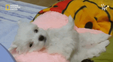 기지개 켜다 잠든 강아지.gif