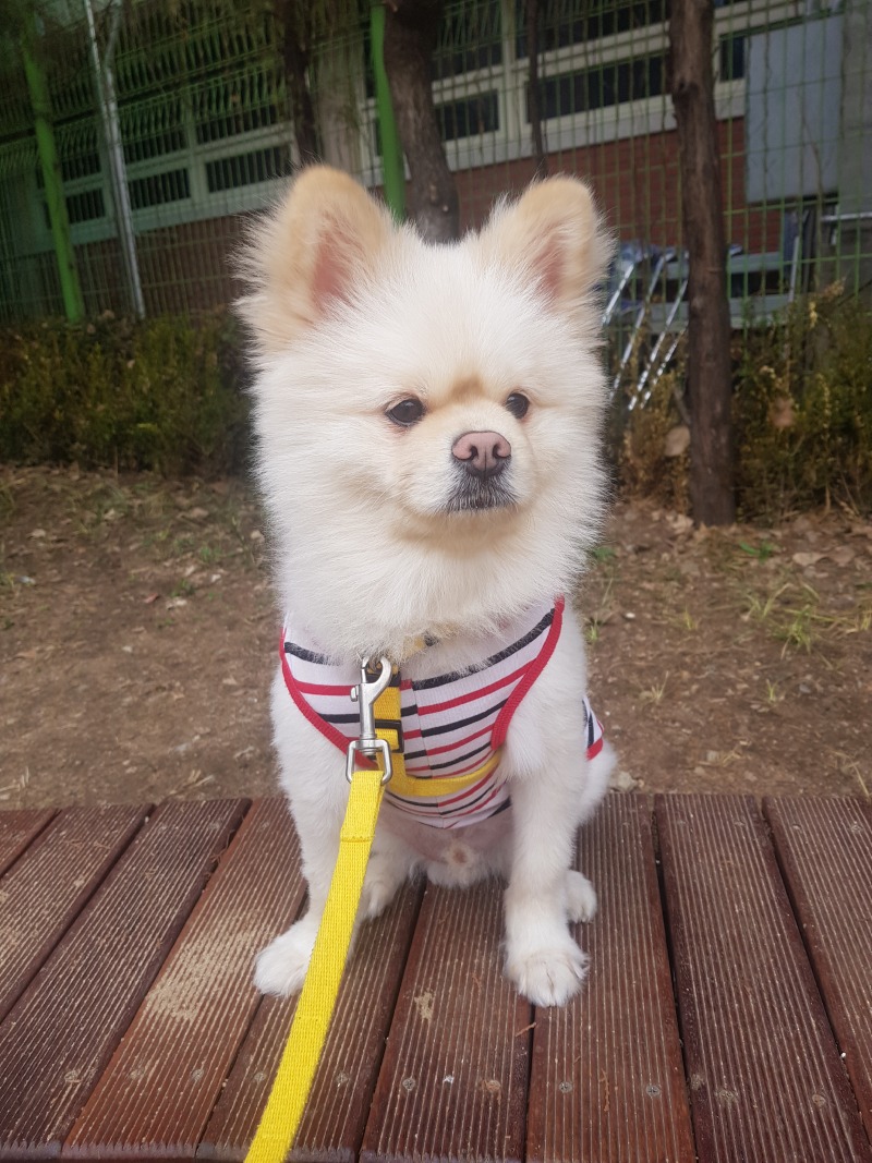 산책중인 뽀싱