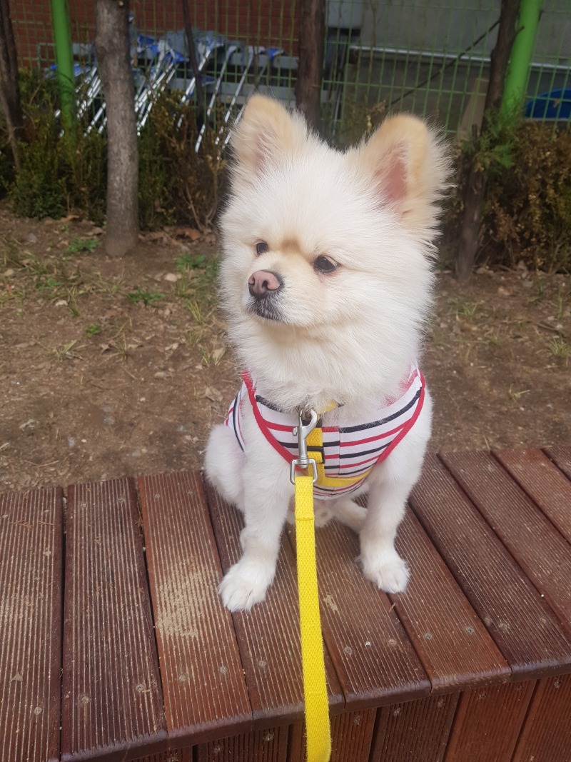 산책중인 뽀싱