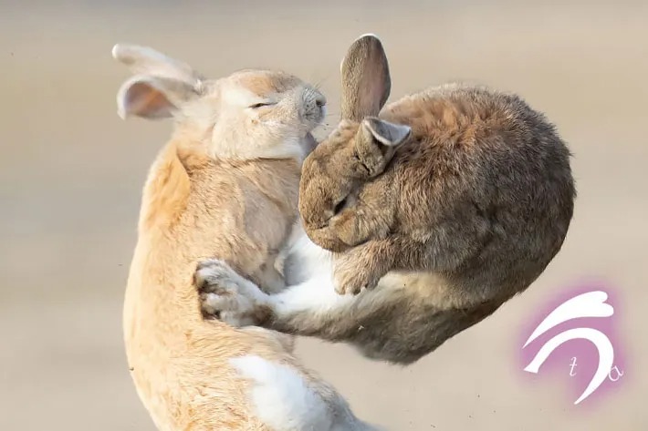 무시무시한 토끼의 혈투