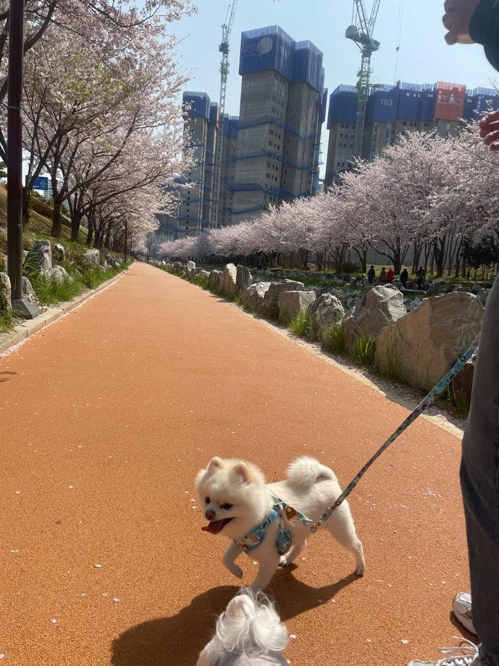 벚꽂 구경중.. ㅎㅎㅎ