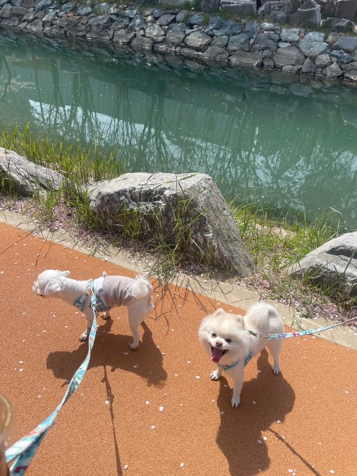 벚꽂 구경중.. ㅎㅎㅎ