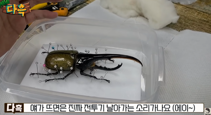 대형급 곤충 크기비교 (곤충사진!!)