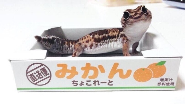 탈피중인 도마뱀