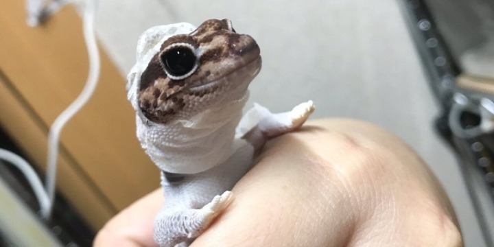 탈피중인 도마뱀
