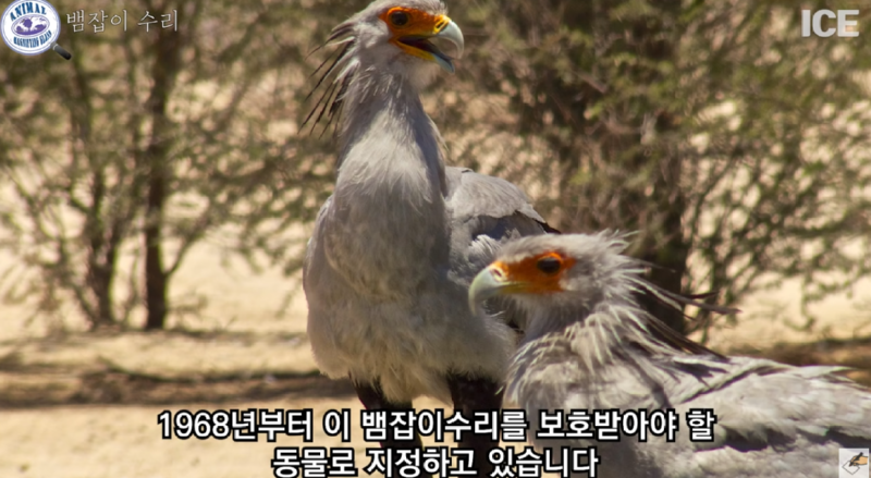 외모가 아름다운 새, 뱀잡이수리 