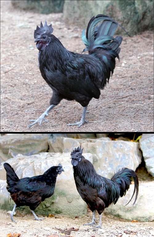 신비로운 검은 닭, 카닥나쓰