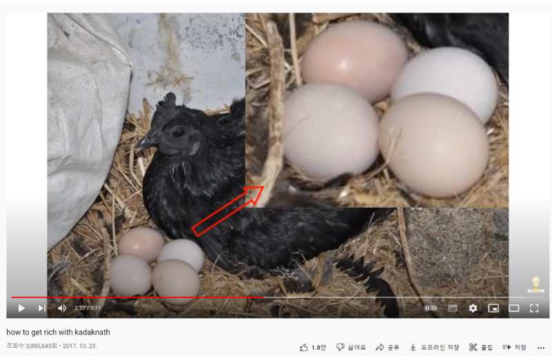 신비로운 검은 닭, 카닥나쓰