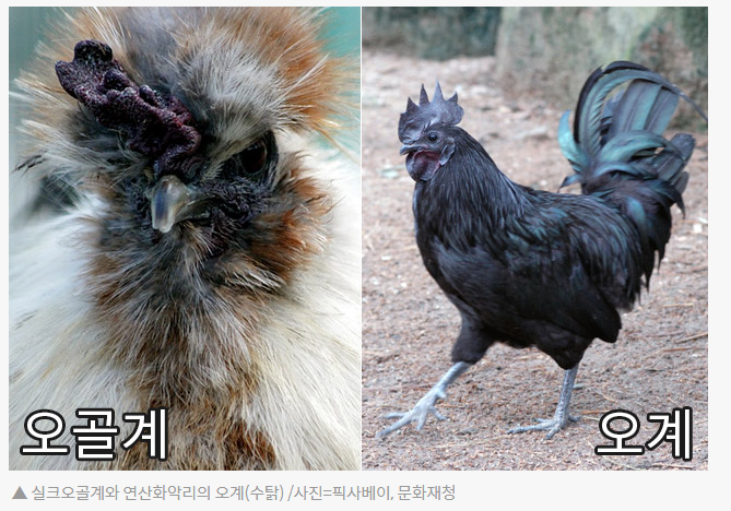 신비로운 검은 닭, 카닥나쓰