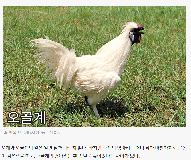 신비로운 검은 닭, 카닥나쓰