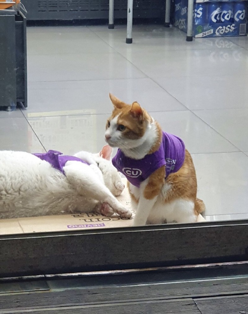 CU 편의점 알바들이 귀여움 