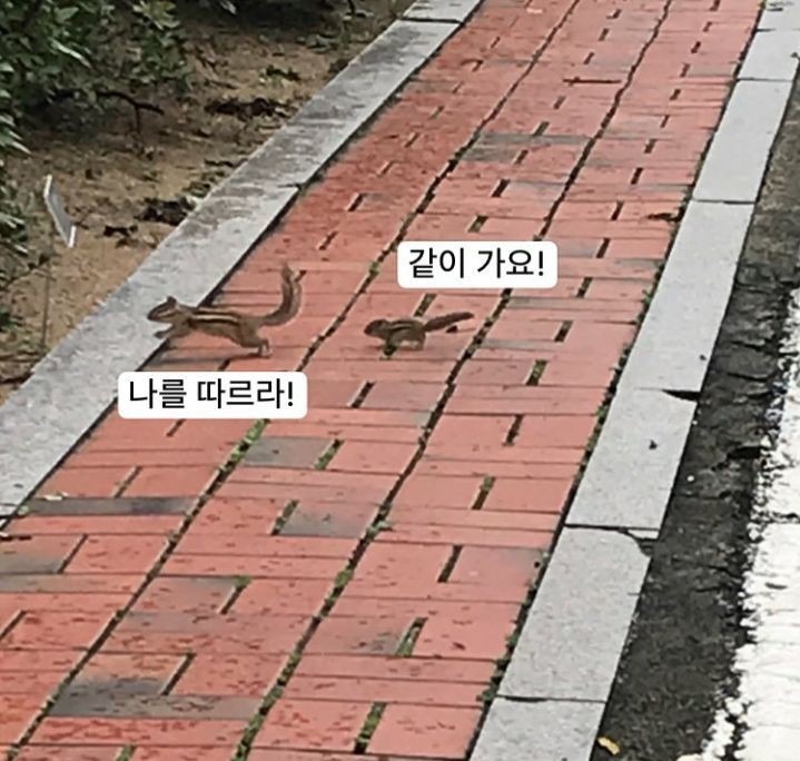 다람쥐 가족  
