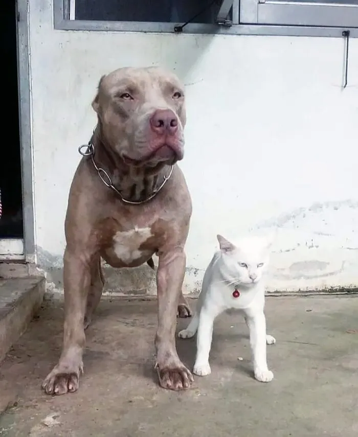 핏불과 함께자란 고양이.JPG