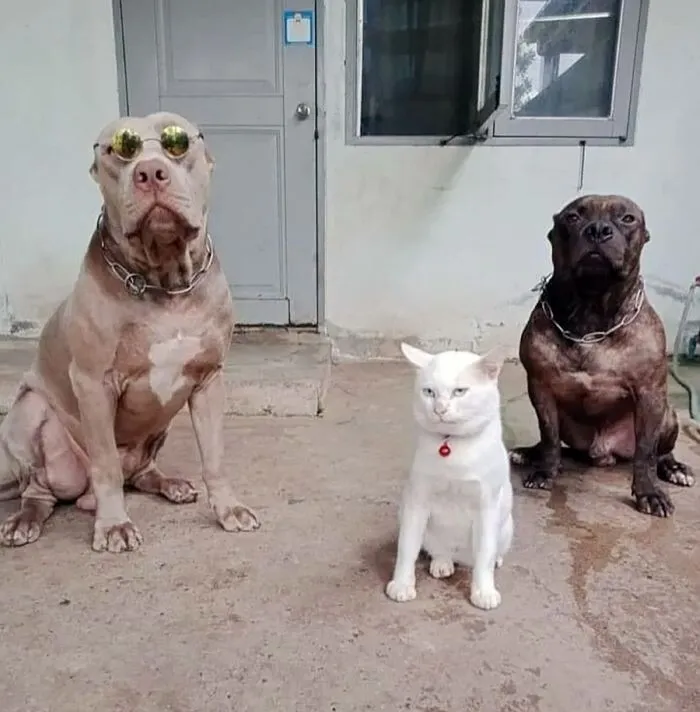 핏불과 함께자란 고양이.JPG