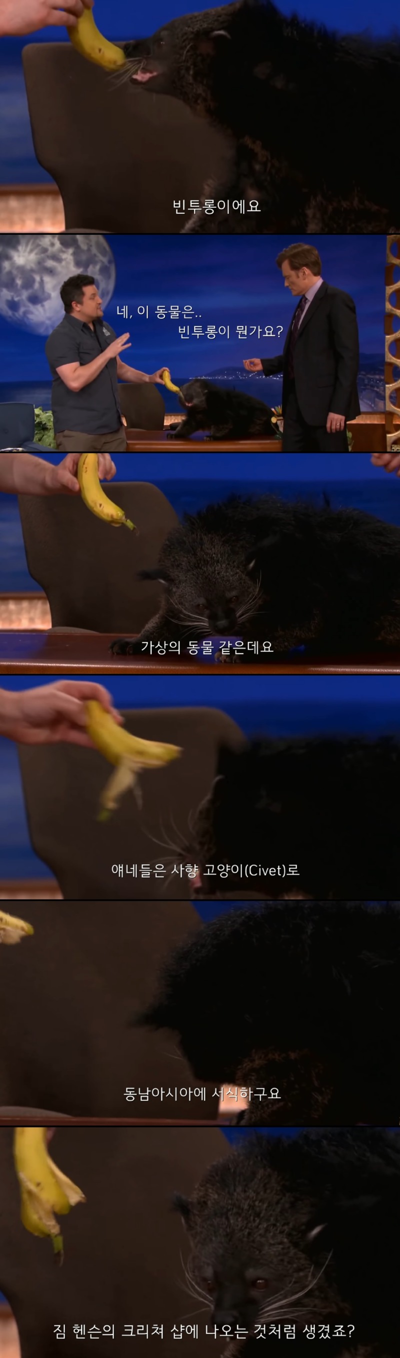 동남아의 곰고양이 - 빈투롱