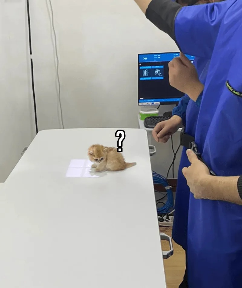 새끼고양이 엑스레이 찍는법