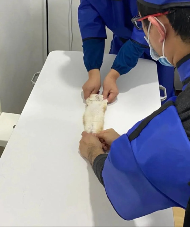 새끼고양이 엑스레이 찍는법
