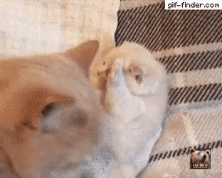 술먹고 들어오신 아부지.gif