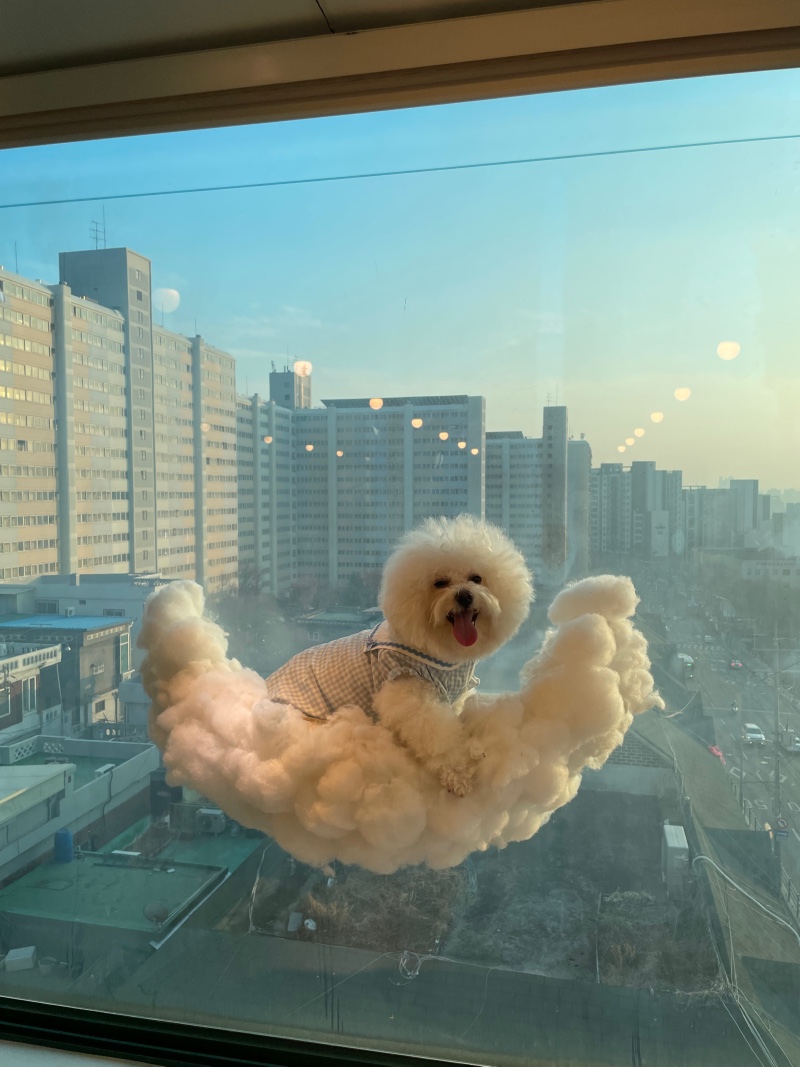 중랑구 똥강아지카페 다녀왔어용