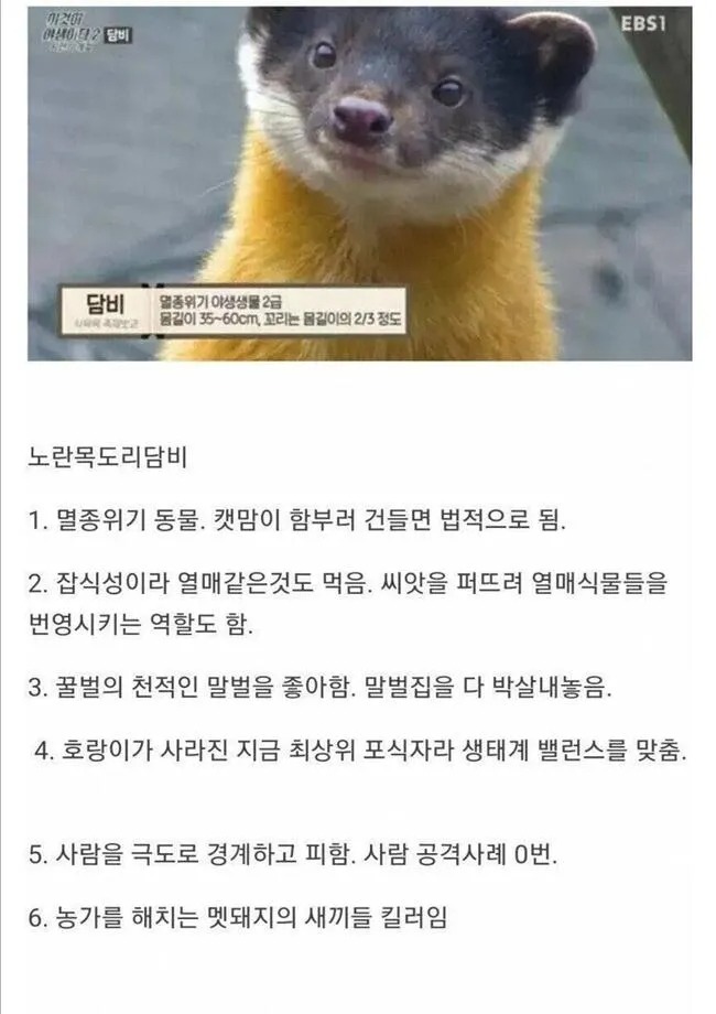 현 한국 생태계 최강자