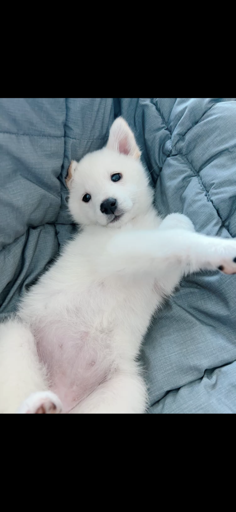 임보 온 봄이에요🌸