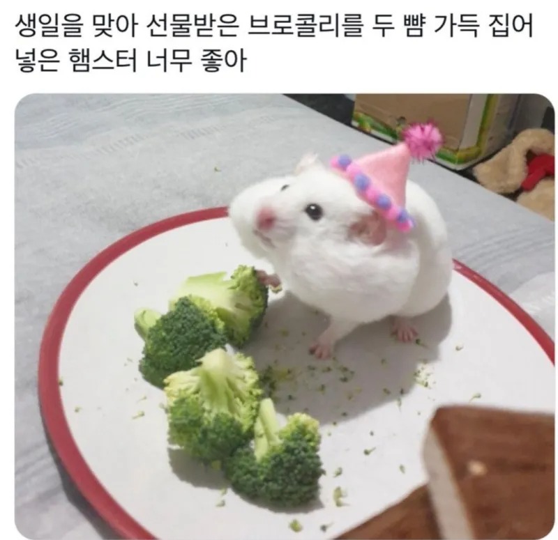 생일 맞은 햄스터