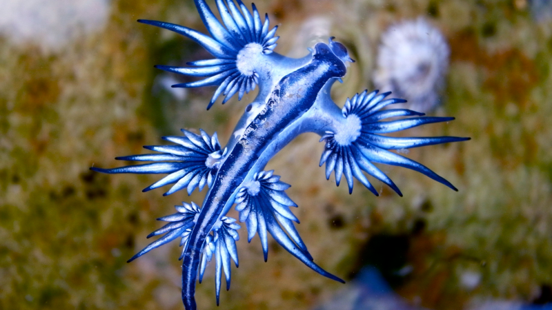 바다의 드래곤?? - 푸른갯민숭달팽이(Blue Glaucus) 