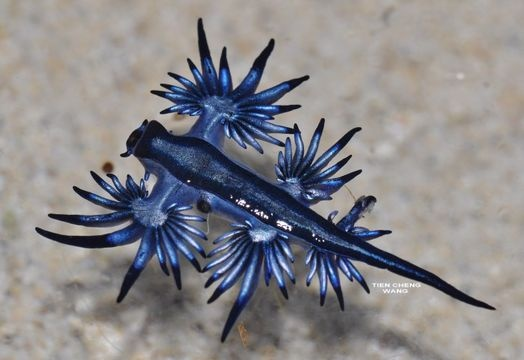 바다의 드래곤?? - 푸른갯민숭달팽이(Blue Glaucus) 