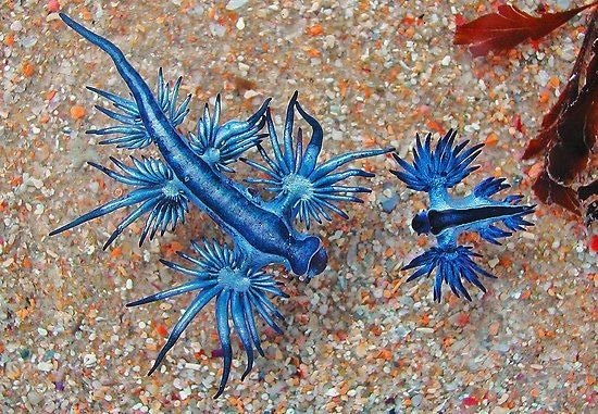 바다의 드래곤?? - 푸른갯민숭달팽이(Blue Glaucus) 