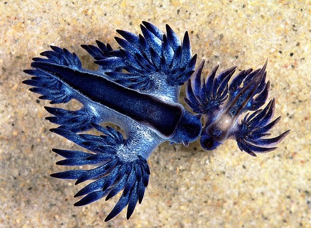 바다의 드래곤?? - 푸른갯민숭달팽이(Blue Glaucus) 