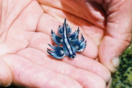 바다의 드래곤?? - 푸른갯민숭달팽이(Blue Glaucus) 
