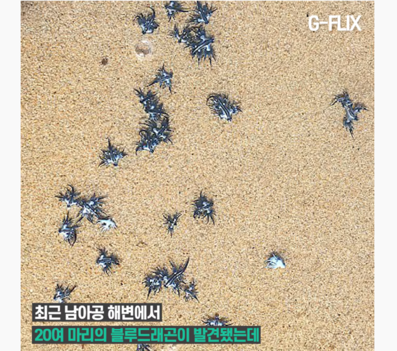 바다의 드래곤?? - 푸른갯민숭달팽이(Blue Glaucus) 