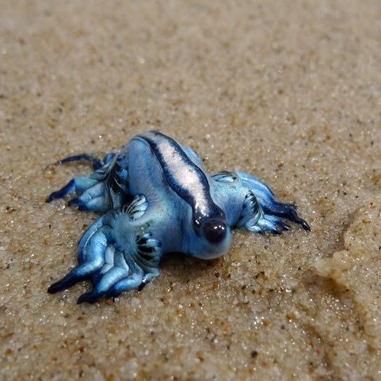 바다의 드래곤?? - 푸른갯민숭달팽이(Blue Glaucus) 