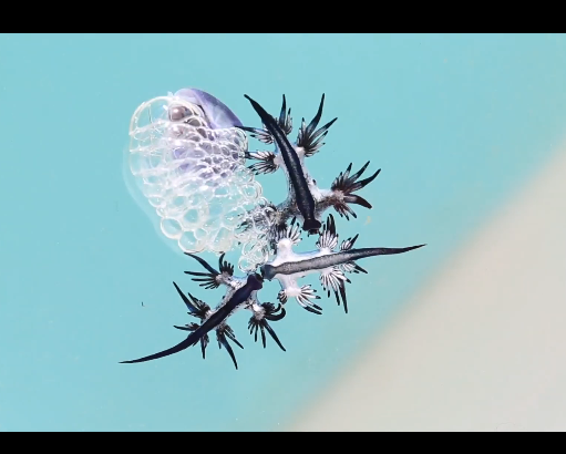 바다의 드래곤?? - 푸른갯민숭달팽이(Blue Glaucus) 