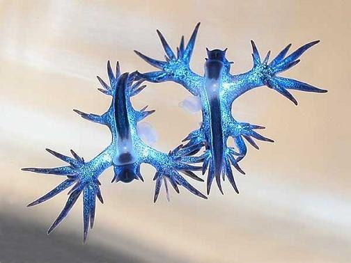 바다의 드래곤?? - 푸른갯민숭달팽이(Blue Glaucus) 