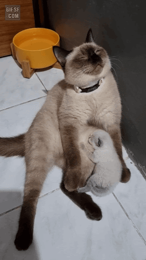 고된 육아의 길.gif 